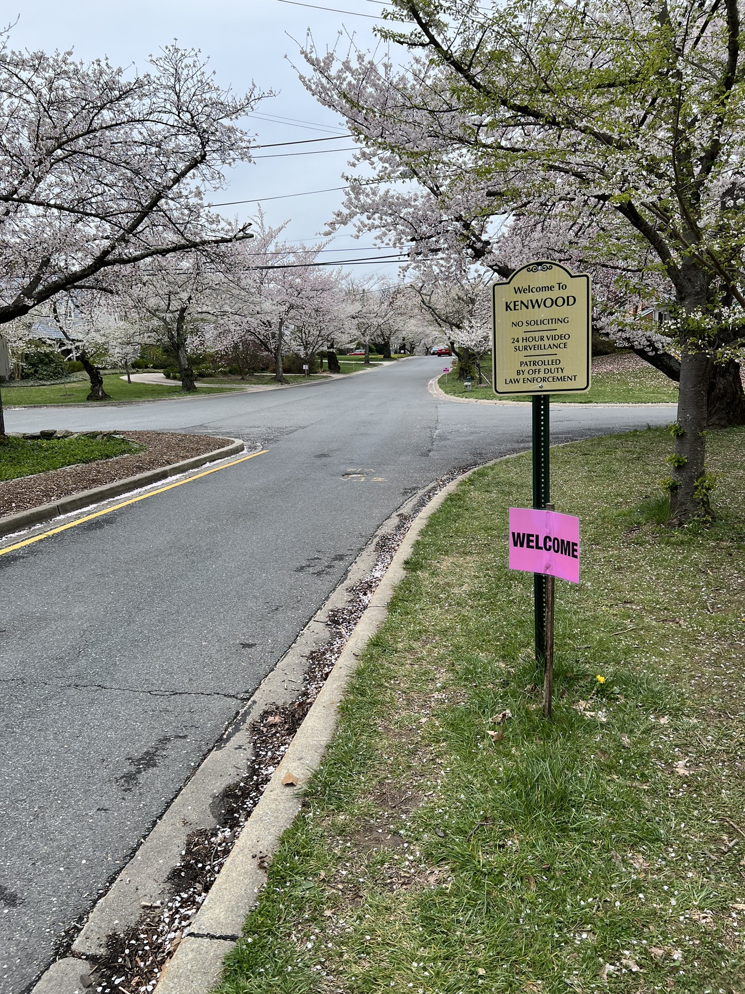 kenwood-cherry-blossoms